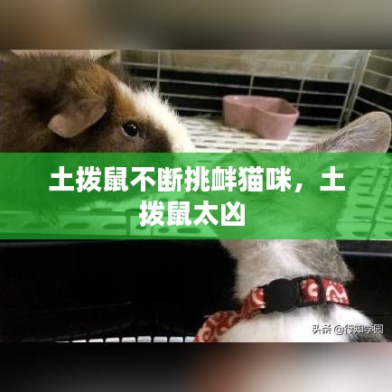 土拨鼠不断挑衅猫咪，土拨鼠太凶 