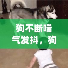 狗不断喘气发抖，狗发抖喘气怎么回事 