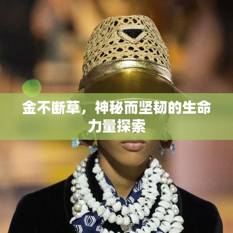 金不断草，神秘而坚韧的生命力量探索