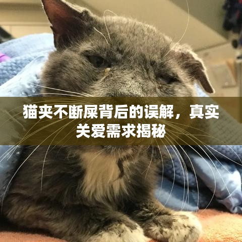 猫夹不断屎背后的误解，真实关爱需求揭秘