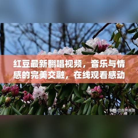 红豆最新翻唱视频，音乐与情感的完美交融，在线观看感动瞬间