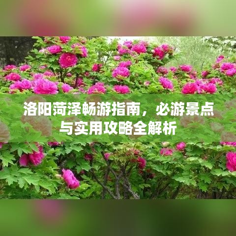 洛阳菏泽畅游指南，必游景点与实用攻略全解析