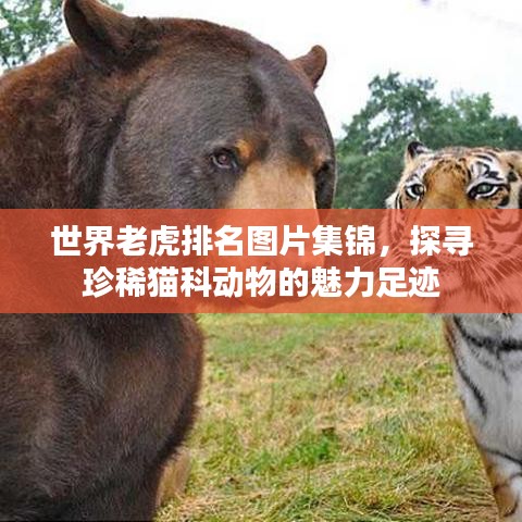 远山芙蓉